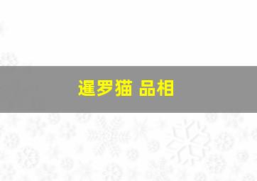 暹罗猫 品相